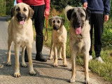 3 chiots mâles Berger Kangal disponibles à la vente (LOF)
