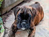 1 chiot mâle Boxer LOF disponible à la réservation