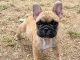 À vendre, chiot mâle Bouledogue Français LOF