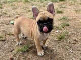 À vendre, chiot mâle Bouledogue Français LOF