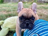 À vendre, chiot mâle Bouledogue Français LOF