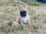 À vendre, chiot mâle Bouledogue Français LOF