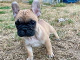 À vendre, chiot mâle Bouledogue Français LOF
