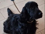 Chien mâle adulte Cocker Anglais noir à acheter (LOF)