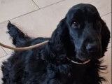 Chien mâle adulte Cocker Anglais noir à acheter (LOF)