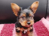1 chiot mâle Yorkshire Terrier LOF à vendre