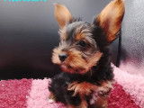 1 chiot mâle Yorkshire Terrier LOF à vendre