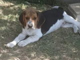 1 chiot femelle Beagle disponible à la vente (LOF)