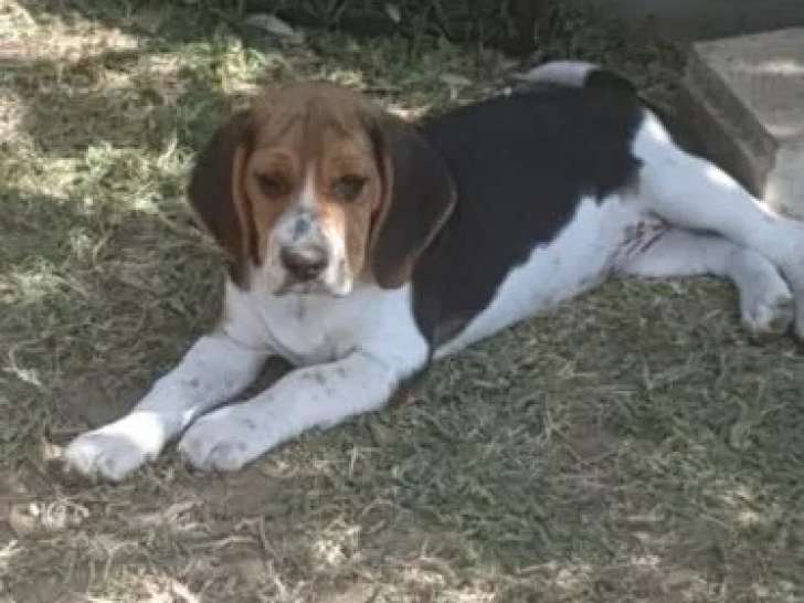 1 chiot femelle Beagle disponible à la vente (LOF)
