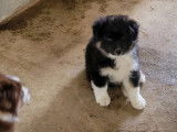 À vendre, 4 chiots Berger Américain Miniature LOF