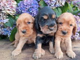 9 chiots Cockers Anglais LOF à réserver