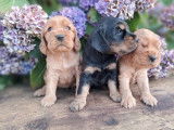9 chiots Cockers Anglais LOF à réserver