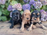 9 chiots Cockers Anglais LOF à réserver
