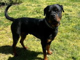 Rottweiler mâle de 2 ans LOF (non confirmé) à vendre