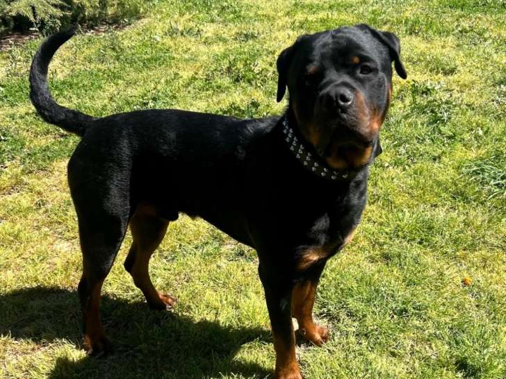Rottweiler mâle de 2 ans LOF (non confirmé) à vendre