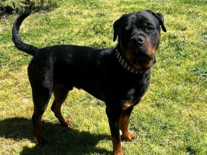 Rottweiler mâle de 2 ans LOF (non confirmé)