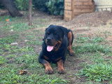 Rottweiler mâle de 2 ans LOF (non confirmé)