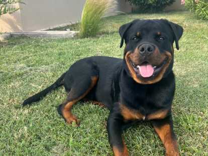 Rottweiler m&acirc;le de 2 ans LOF (non confirm&eacute;)