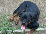 Rottweiler m&acirc;le de 2 ans LOF (non confirm&eacute;)