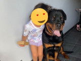 Rottweiler m&acirc;le de 2 ans LOF (non confirm&eacute;)