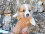 À vendre, 5 chiots Welsh Corgis Pembroke (LOF)