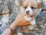 À vendre, 5 chiots Welsh Corgis Pembroke (LOF)