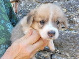 À vendre, 5 chiots Welsh Corgis Pembroke (LOF)