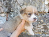 À vendre, 5 chiots Welsh Corgis Pembroke (LOF)