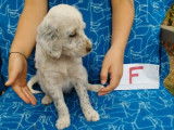 Chiots Setters Anglais disponibles à la vente (LOF)