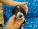 Chiots Setters Anglais disponibles à la vente (LOF)