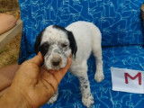 Chiots Setters Anglais disponibles à la vente (LOF)