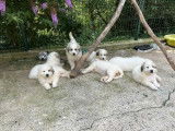 Chiots Montagnes des Pyrénées LOF disponibles à l’achat