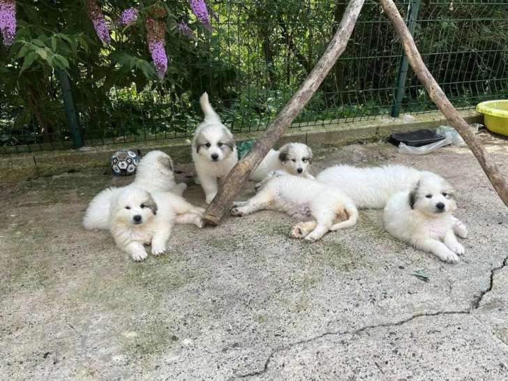 Chiots Montagnes des Pyrénées LOF disponibles à l’achat