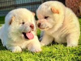 2 chiots mâles Shiba Inus blanc crème à réserver (LOF)