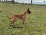 3 chiots mâles Bergers Belges Malinois LOF à vendre