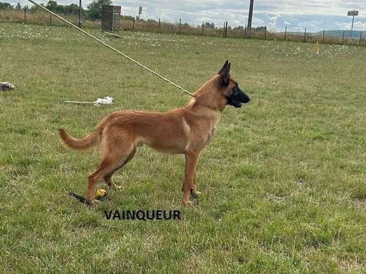 3 chiots mâles Bergers Belges Malinois LOF à vendre