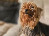 Chienne Yorkshire Terrier à vendre (LOF)