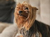 Chienne Yorkshire Terrier à vendre (LOF)