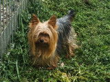 Chienne Yorkshire Terrier à vendre (LOF)