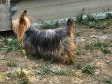 Chienne Yorkshire Terrier à vendre (LOF)