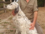 Magnifique femelle Setter Anglais de pure race à donner