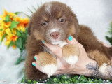À vendre, chiots Bergers Américains Miniatures (LOF)