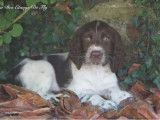 3 chiots femelles Springers Spaniels LOF à vendre