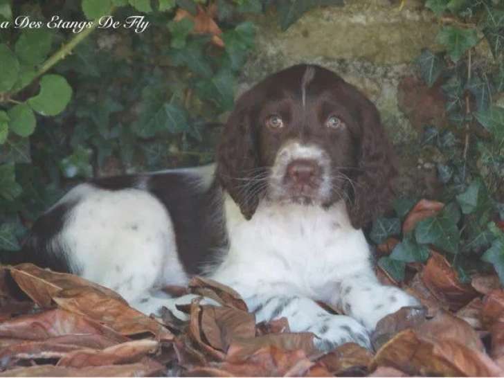 3 chiots femelles Springers Spaniels LOF à vendre