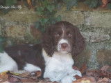 3 chiots femelles Springers Spaniels LOF à vendre