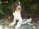 3 chiots femelles Springers Spaniels LOF à vendre