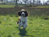 3 chiots femelles Springers Spaniels LOF à vendre