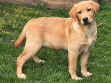 1 chiot femelle Labrador Retriever LOF disponible à la vente