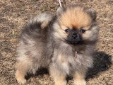 2 chiots femelles Spitz Nains Pomeranian disponibles à l’achat (LOF)