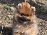 2 chiots femelles Spitz Nains Pomeranian disponibles à l’achat (LOF)